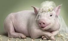 2023生肖猪今年多少岁了（2023年生肖猪年龄对照表）