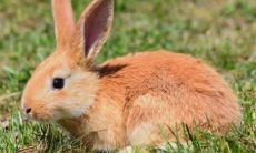 属兔子的多少岁（属兔年龄对照表）