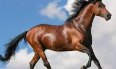 属马今年的运程将如何（明天属马的运势和财运）