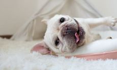 1982年属狗一生大劫年（1982年属狗后半生财运）