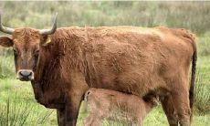 1961年属牛在2023年运势（1961年属牛一生三大劫难）