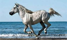 2002年属马男的学业前途（1990年属马是什么命）