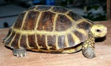 为什么算命用龟壳（卜卦用什么品种龟壳）