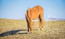 属马的各月出生的命运（属马人最好的月份）