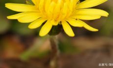 摩羯座很热情主动（摩羯座女试探你）