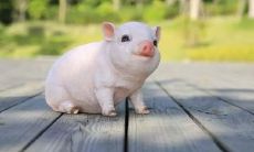 1971年女牛2023年运程（85年属牛女运势）