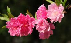 梦见和女朋友分手（梦见女朋友分手是什么意思）