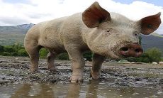 梦见妻子被猪咬死周公解梦（梦见妻子被猪咬周公解梦）