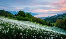 身弱枭神大运（身旺枭神大运反为福）