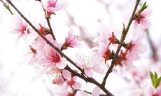 有什么办法可以增加桃花运（怎样才能让自己的桃花运变好）