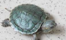 处女座男生养什么狗（什么星座适合养什么狗）