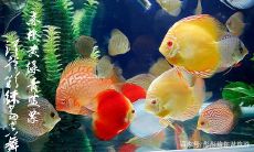 塔罗斯七彩神仙鱼有栋线吗（野生塔罗斯七彩神仙鱼）