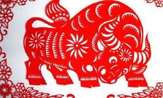 未来十年运势最好的4个生肖（82属狗未来5年运势）