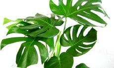 龟背竹可以放在财位吗（龟背竹有不好的风水）