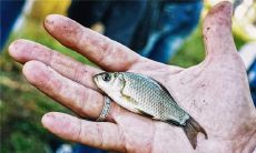 周公解梦梦见在河里抓鱼（男人做梦梦见抓鱼好吗）