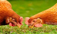 属鸡人生在子时（属鸡之人十二时辰命运）