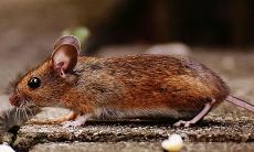 属猪的和属鼠的人相配吗（1996属鼠女的一生财运）