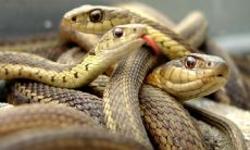 梦见被蛇咬屁股（女人梦到蛇咬别人预示着什么）