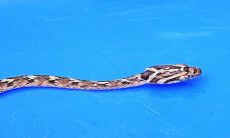 备孕女人梦见蛇是什么预兆周公解梦（备孕女性梦见蛇是什么征兆）