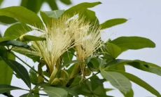 招财树开花么（发财树和招财树的区别）