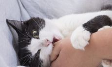 梦见被猫咬了预示着什么（梦见被猫咬怎么化解）