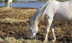 属马的几点出生最好命女（属马三月出生是什么命）