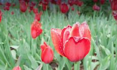 五月运势最好的星座（五月份的星座有哪些）