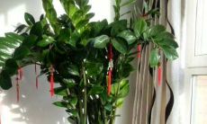 财位的绿植可以用木架（财位放什么绿植）