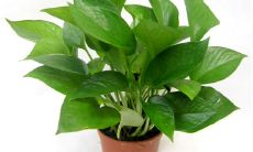 室内放绿萝风水好吗（佛教物品开光什么意思）