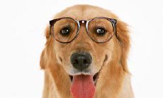 狮子座最喜欢什么狗（双子座养什么狗最合适）