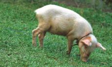 1947年属猪的是什么命女的（1947年属猪的是什么命）