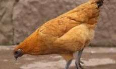 属鸡月份命运如何（属鸡生在哪个月最不好命苦）