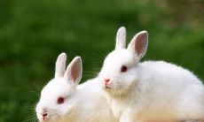 属兔的生在十月好吗（99年属兔农历10月出生的命运）