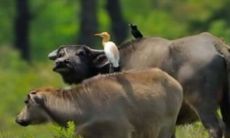 属牛人在本命年运气如何（属牛的一生运气和命运）