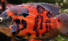 招财鱼吃水草有影响吗（招财鱼能和蓝鲨鱼一起养吗）