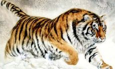 2023年生孩子属相（2023年虎年适合生子的属相）