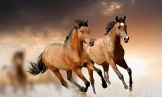 90年属马的11月运势（90年属马11月份出生的命运）