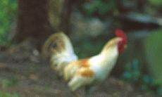 属鸡和属牛的属相怎么样（狗和牛的属相合不合）