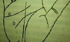 手相流年图解感情线（手纹算命图解女人）