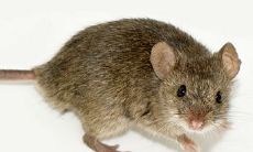 十二生肖谁最聪明（十二生肖属相）