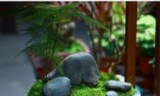 文竹风水摆放禁忌（文竹的风水旺财作用）