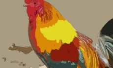 二零二一年属鸡人运势（属鸡二零二一年下半年运势）