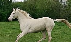 48岁属什么生肖2023本命年（2023年属虎本命年）