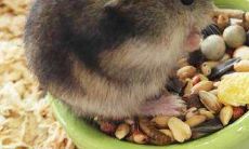 属鼠人的贵人生肖是谁（1984属鼠38岁后有十年大运）