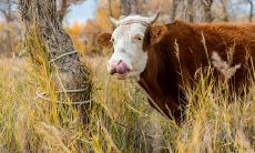 属牛女喜欢一个人的样子（白羊女冷淡就是不喜欢）