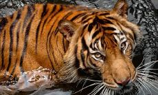 十二生肖的来历（十二生肖排行表）