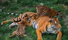 60岁属虎哪一年生人（属虎58岁那年出生）