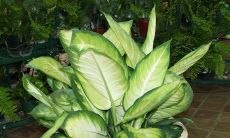 财位适合摆放的植物（室内财位适合摆放什么绿植）