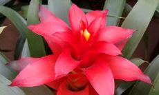 招财最强的花卉（最招财的植物）