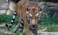 生肖配对表2023排期表（十二生肖配对表查询）